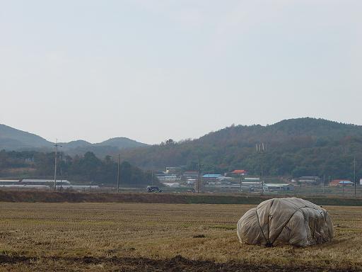 추수가 끝나면 시골에서 가장 중요한 일은 음매소의 겨울 식량을 준비하는 겁니다. 특별한 것은 없고 볏짚을 잘 말린 다음 비 맞지 않도록 비닐을 잘 덮어 둡니다. 그리고 조금씩 꺼내서 집으로 가져오곤 하지요. 